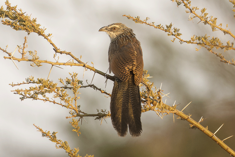 White-browed Coucal