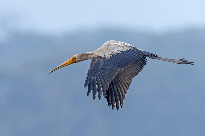 Yellow-billed Stork