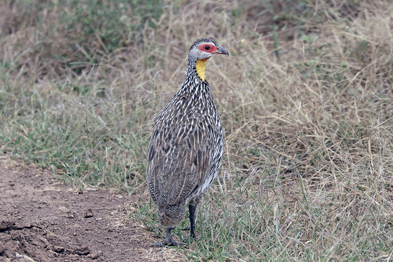 Yellow-necked Spurfowl