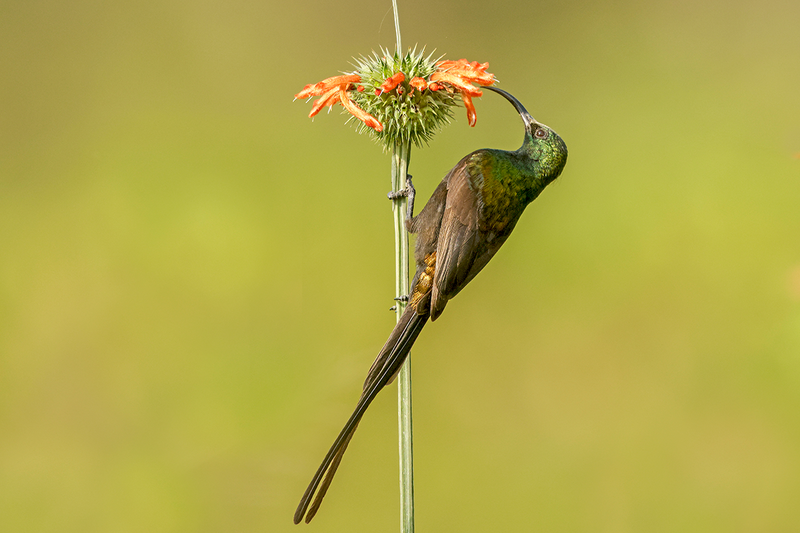 Bronzed Sunbird