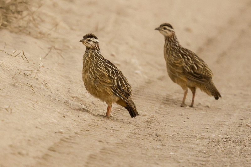 Crested Francolin