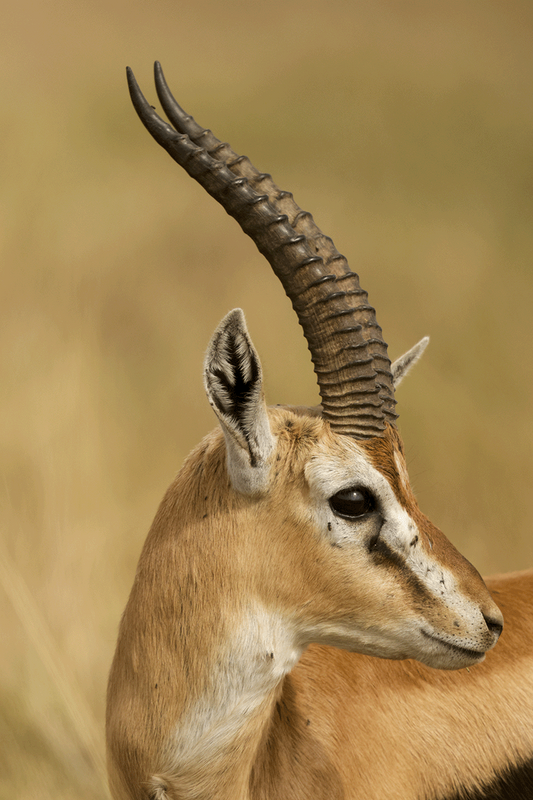 Thomson's Gazelle
