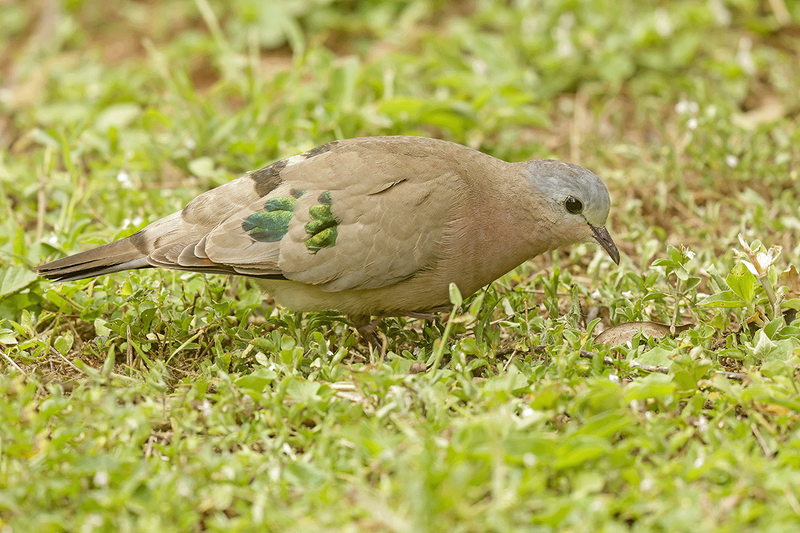 Emerald-Spotted Wood-Dove