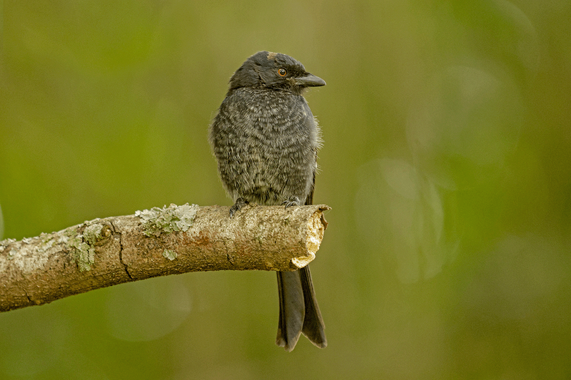 Fork-tailed Drongo