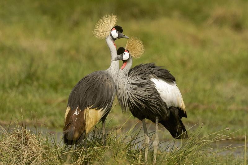 Gray Crowned-Crane