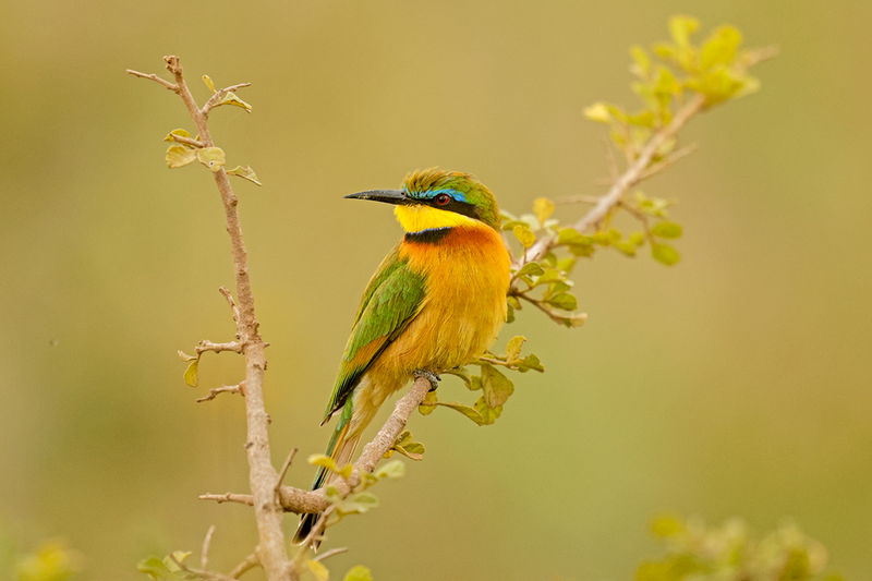 Little Bee-eater