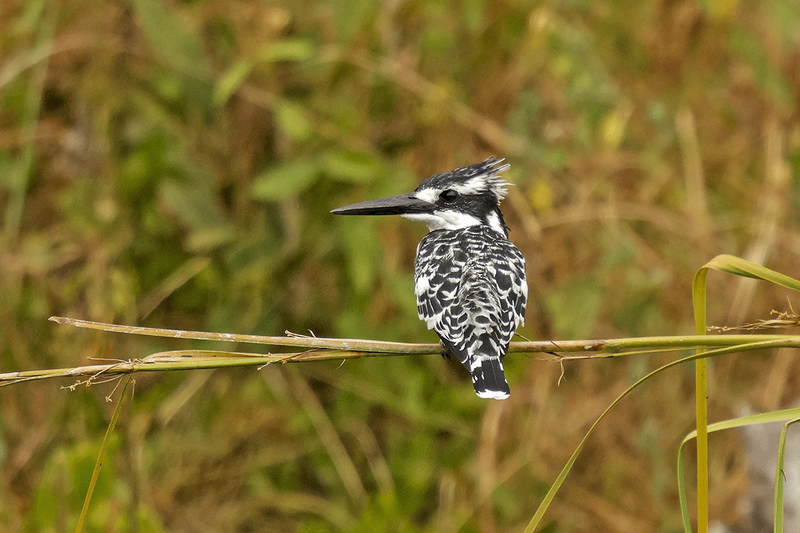Pied Kingfisher