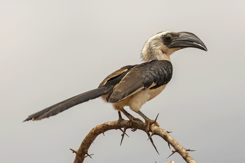 Von Der Deckens Hornbill