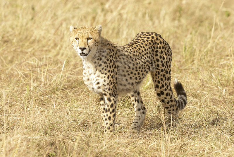 Cheetah