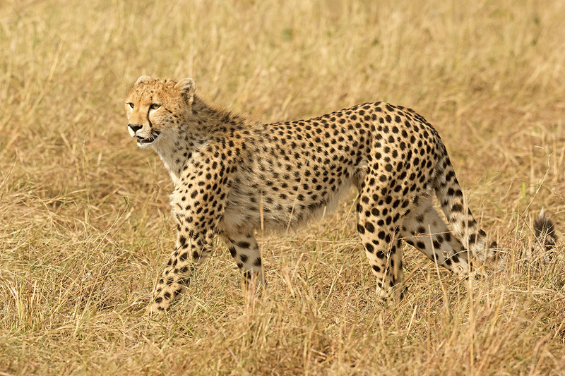 Cheetah