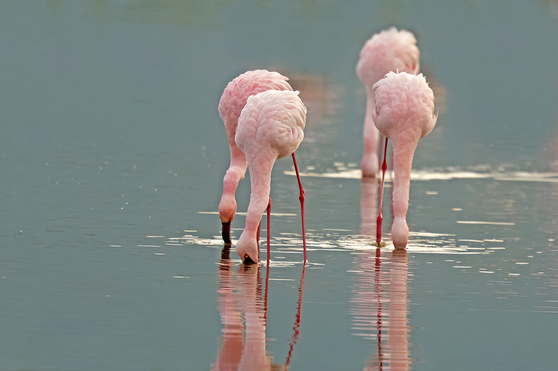 Lesser Flamingo