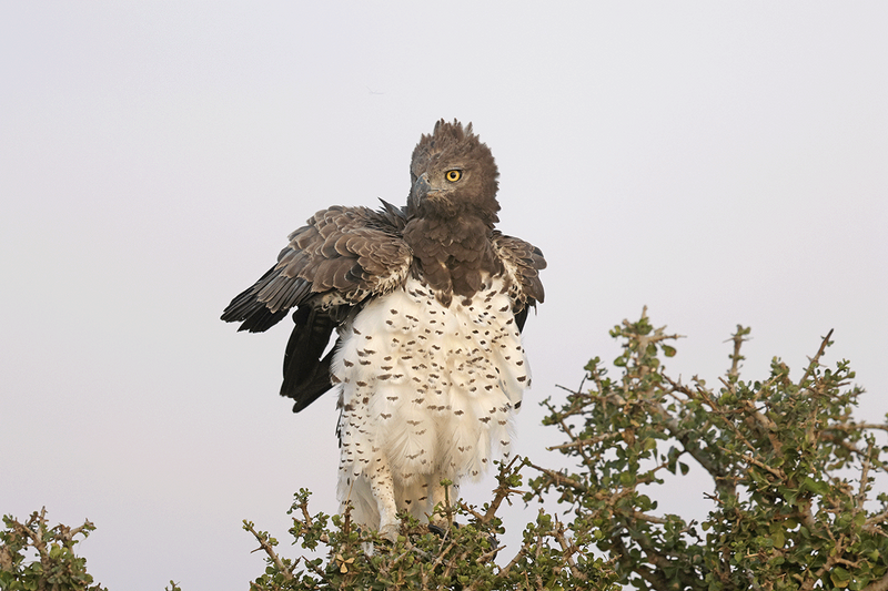 Martial Eagle