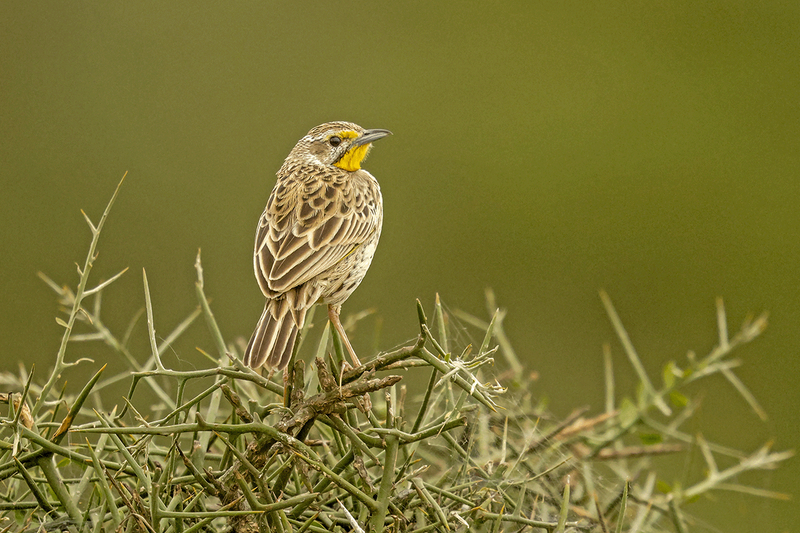 Pangani Longclaw
