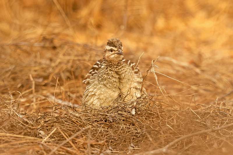 Crested Francolin