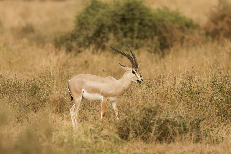 Grant's Gazelle