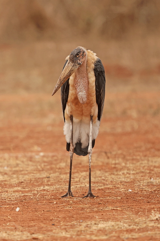 Marabou Stork