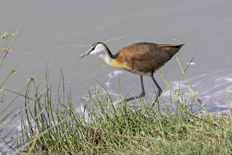 African Jacana