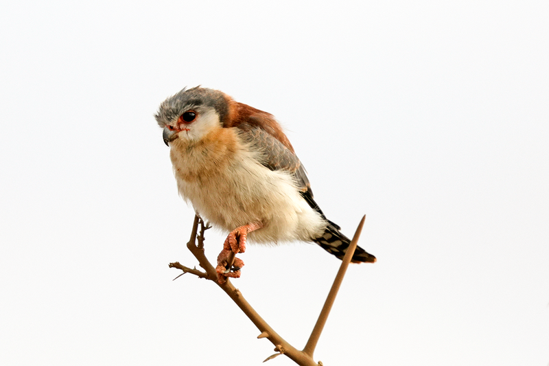 African Pygmy-Falcon