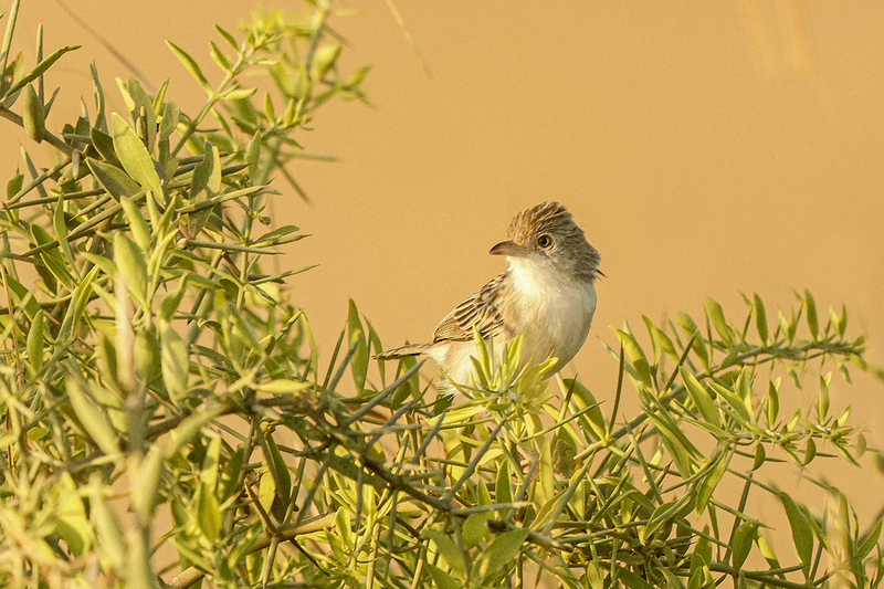 Ashy Cisticola