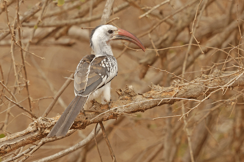 Northern Red-billed Hornbill