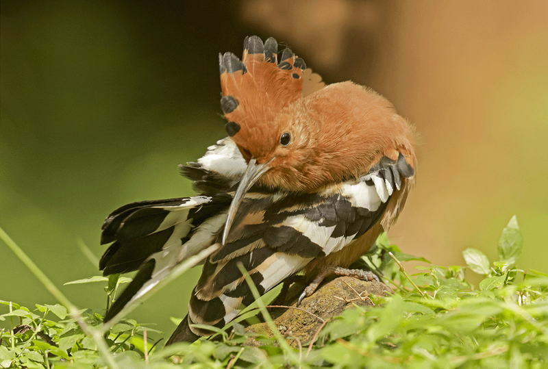 African Hoopoe