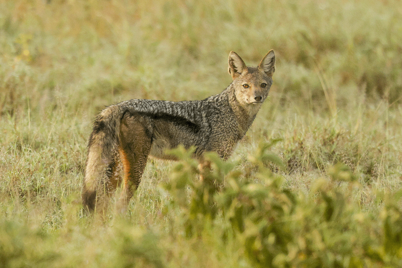 Black-backed Jackal