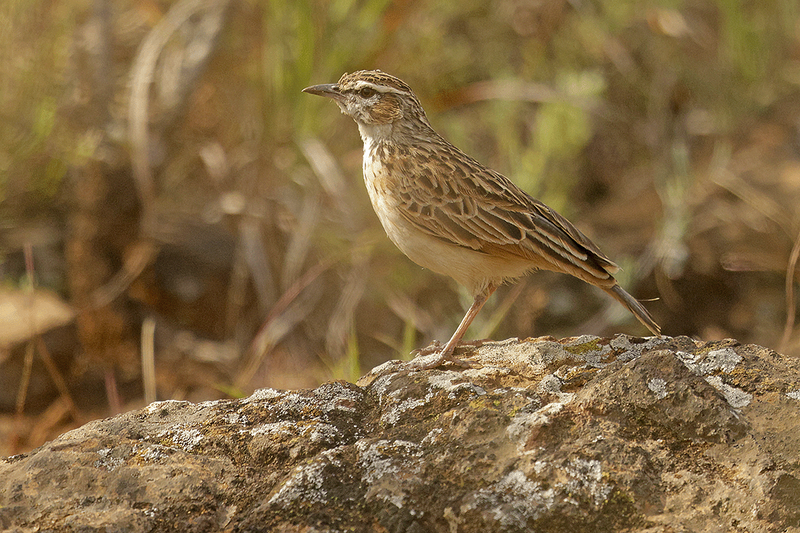 Fawn-colored Lark