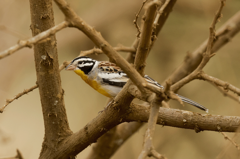 Somali Bunting