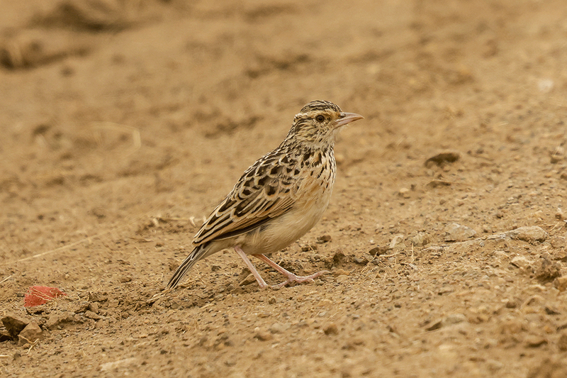 Rufous-naped Lark