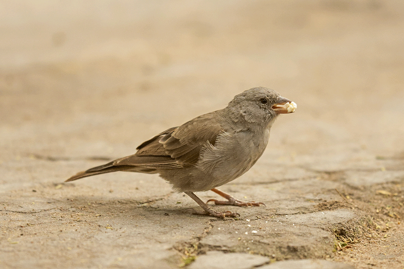Sawhili Sparrow