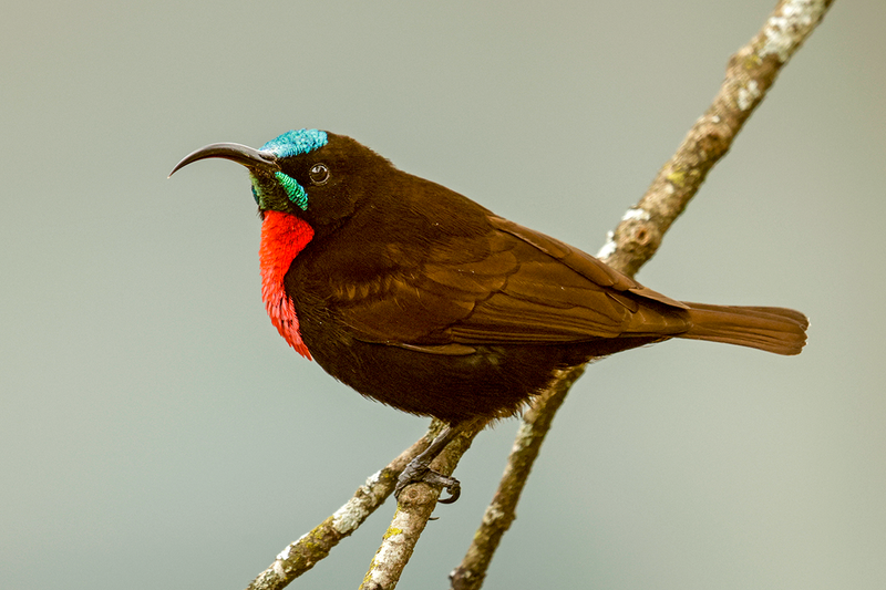 Scarlet-chested Sunbird