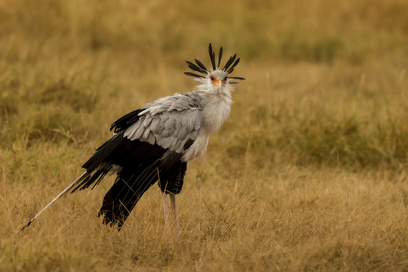 Secretarybird