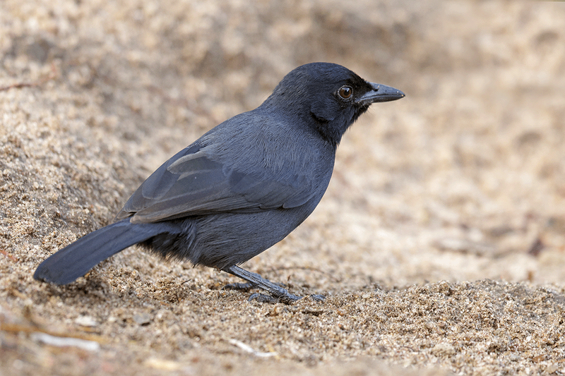 Slate-coloured Boubou