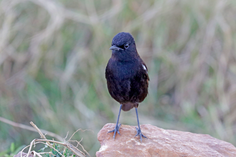 Sooty Chat