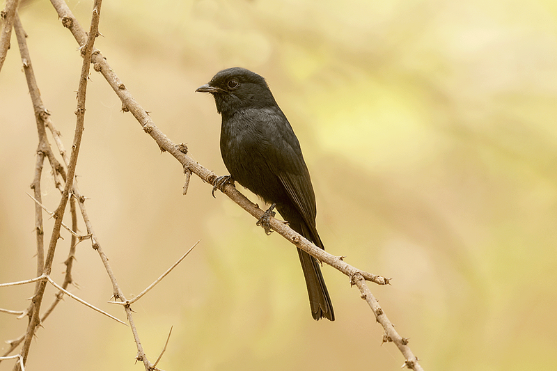 Southern Black-Flycatcher