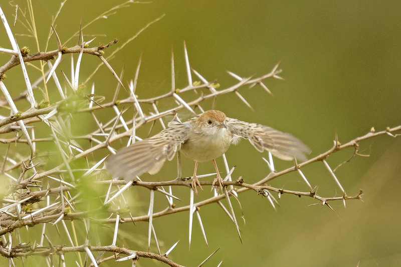 Tiny Cisticola