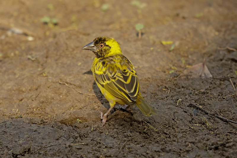Village Weaver