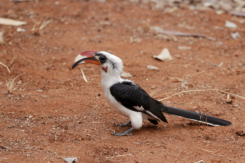 Von Der Deckens Hornbill