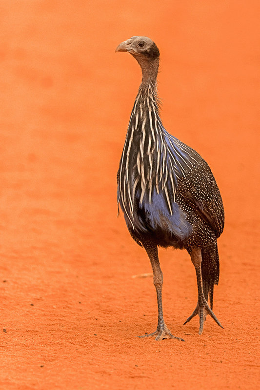 Vulturine Guineafowl