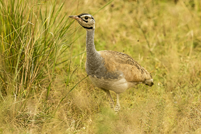 White-Billied Bustard