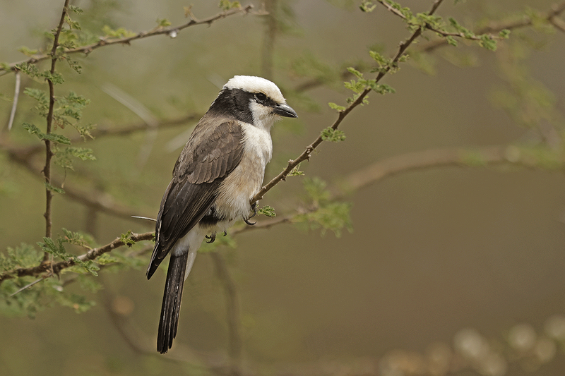 White-rumped Shrike