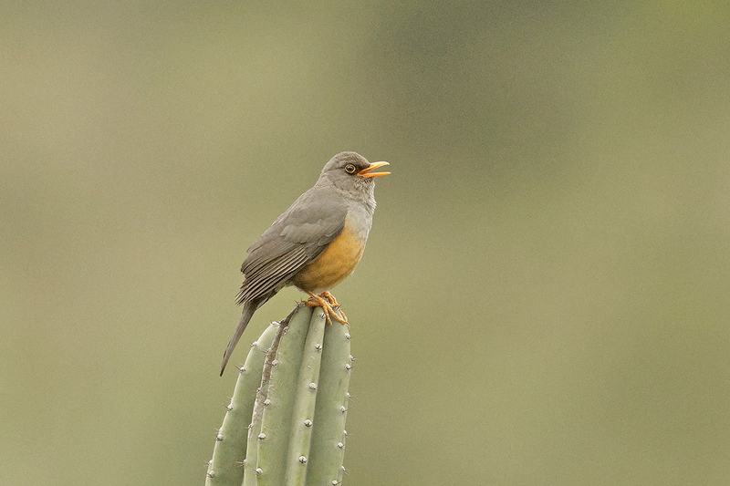 Abyssinian Thrush