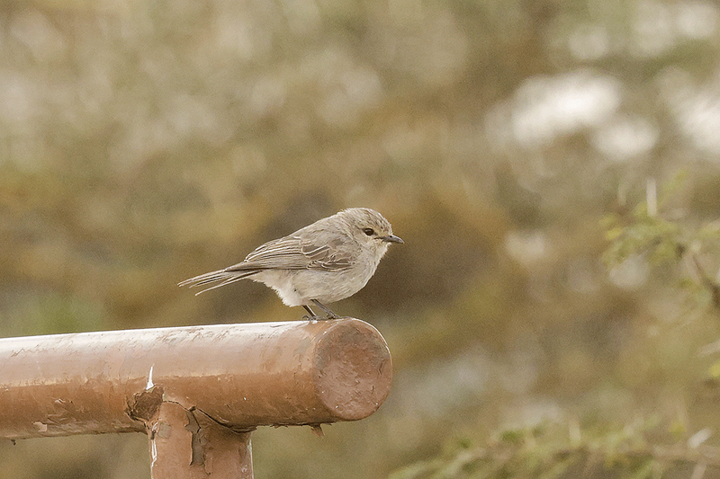 African Gray Flycatcher