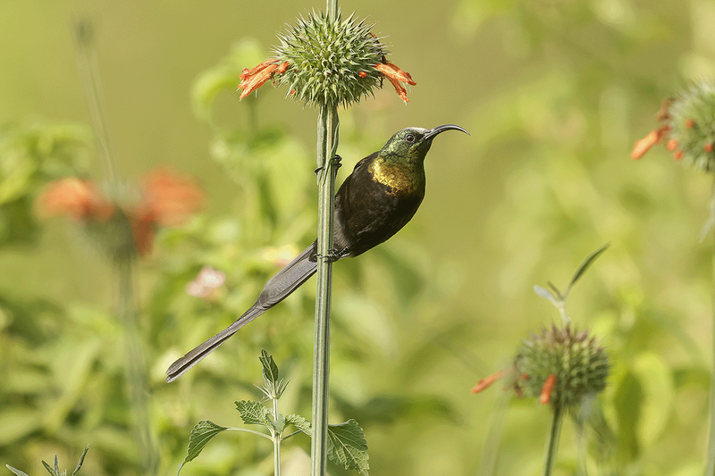 Bronzed Sunbird
