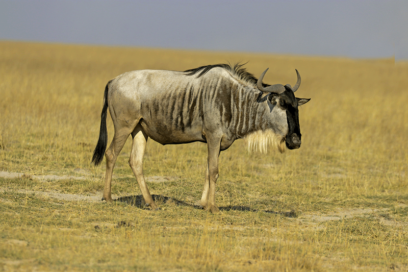 Blue Wildebeest