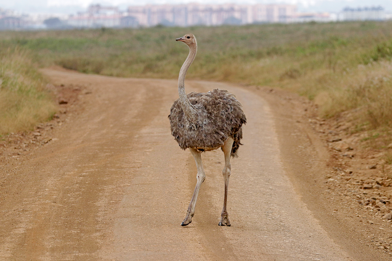 Common Ostrich