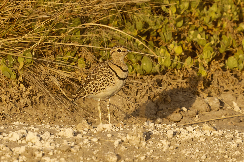 Double-banded Courser