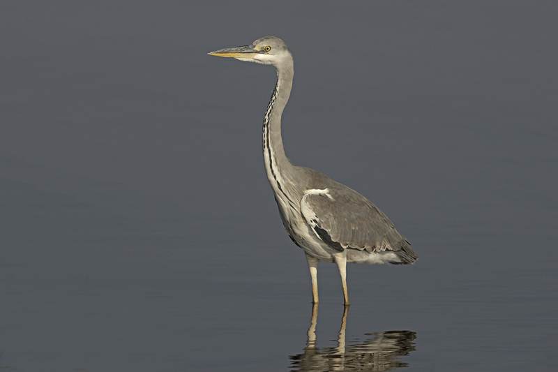 Gray Heron