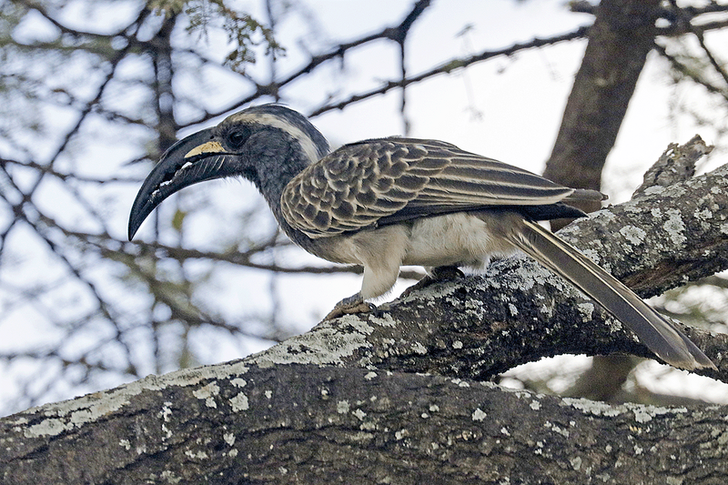 African Gray Hornbill