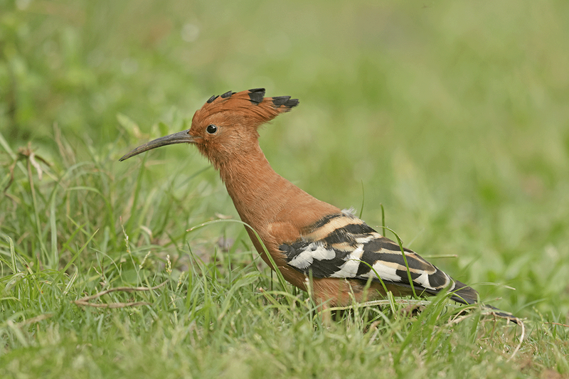 African Hoopoe